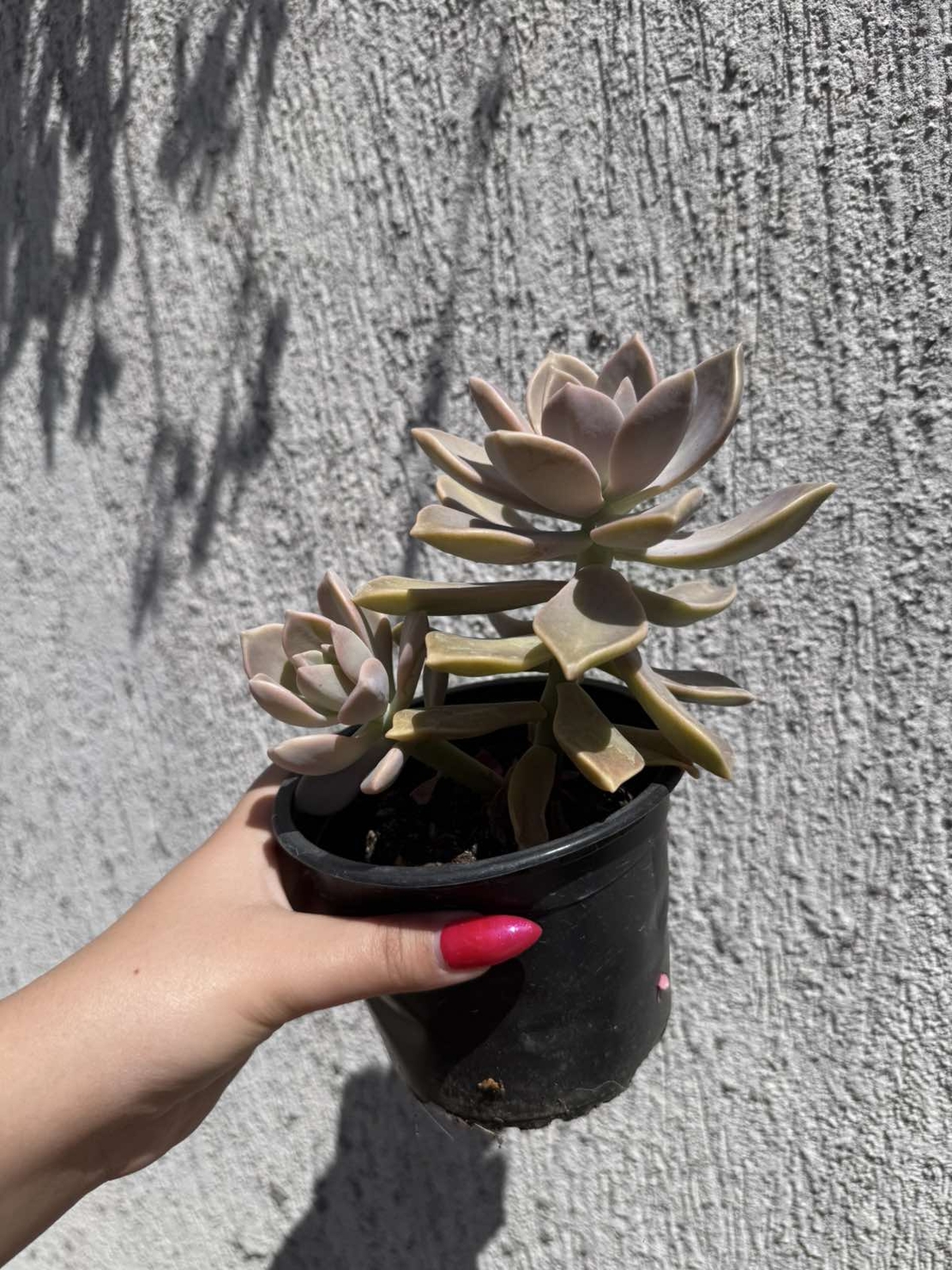 Сукулент Graptopetalum paraguayense - голям