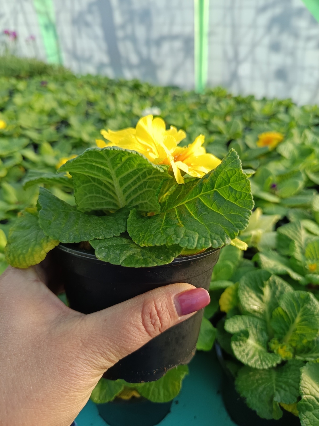 Едроцветна иглика - XL Mid Early Mix