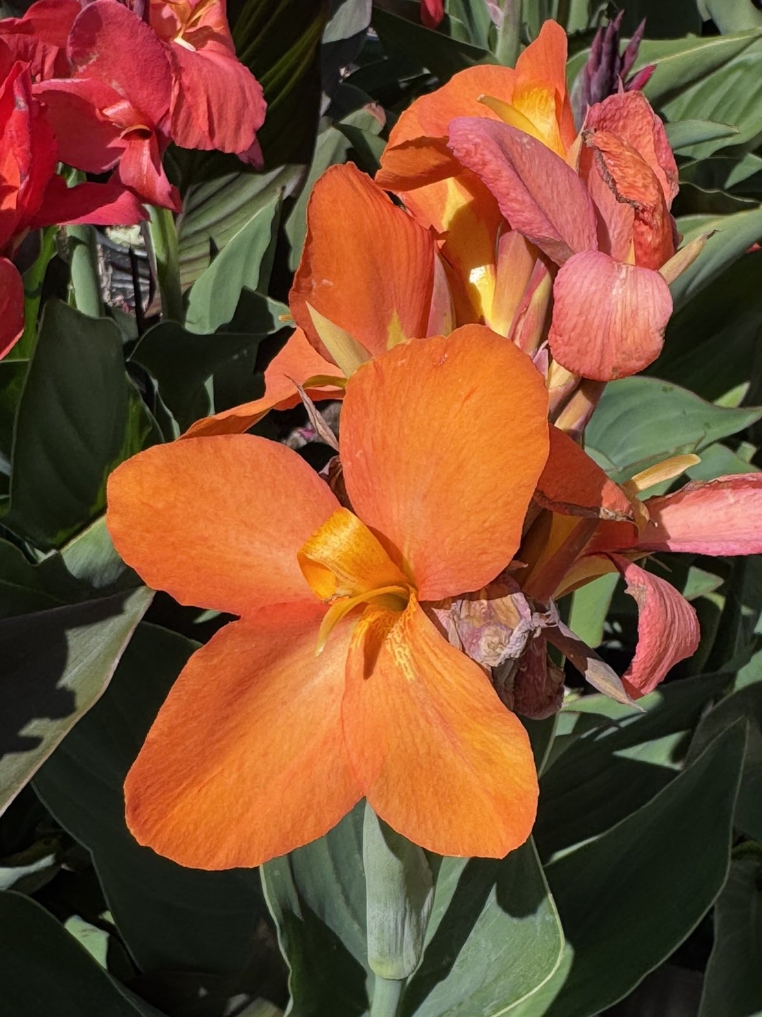 Кана / Canna CANNOVA