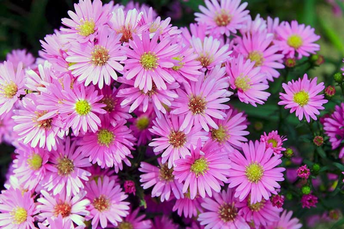 Алпийска астра /Aster alpinus/ - Pink