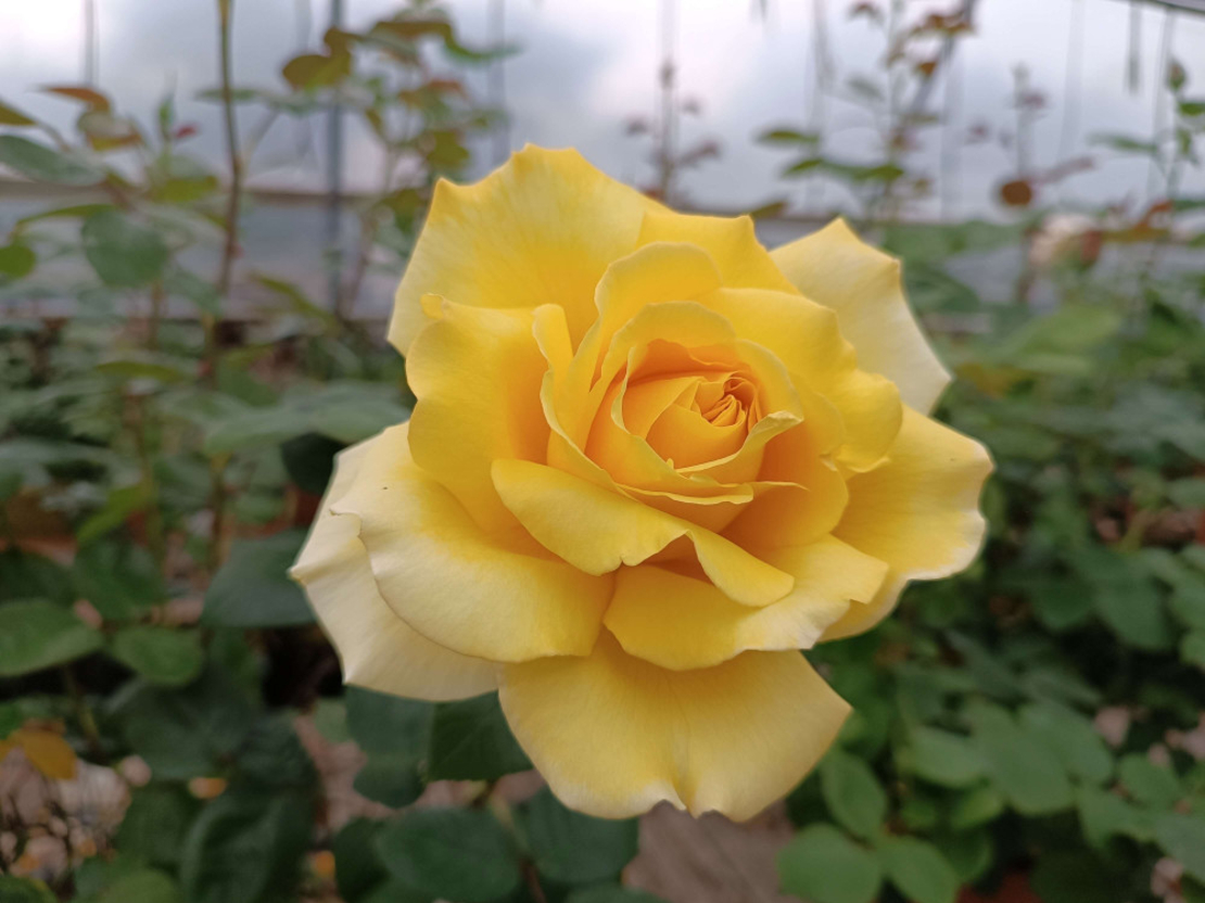 GINA LOLLOBRIGIDA® Meilivar