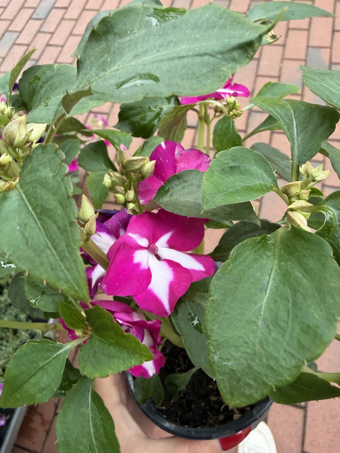 Impatiens walleriana 'Raffael Star Mix' (Циганче / Импатиенс)