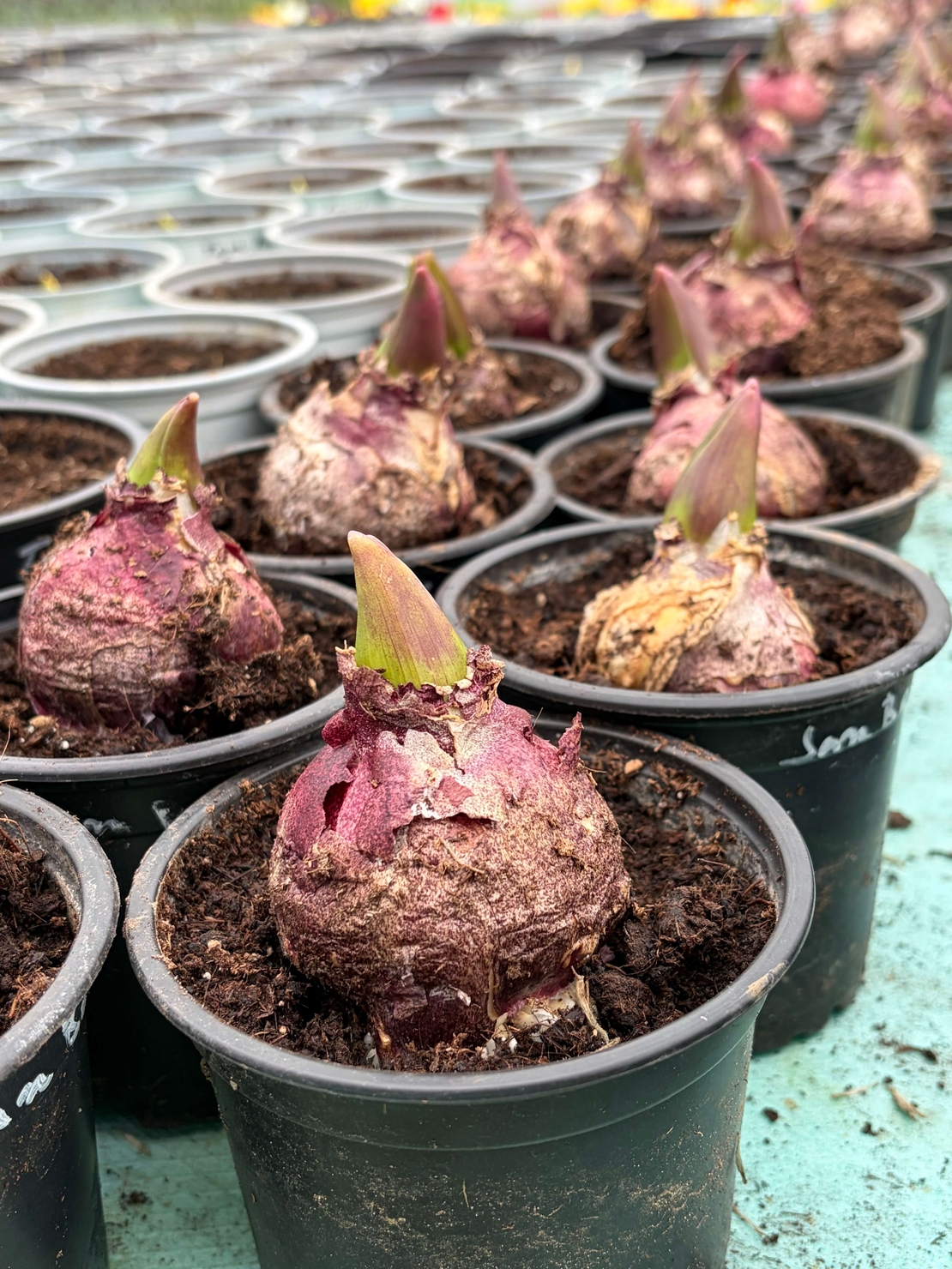 Зюмбюл Blue Jacket в саксия - единичен