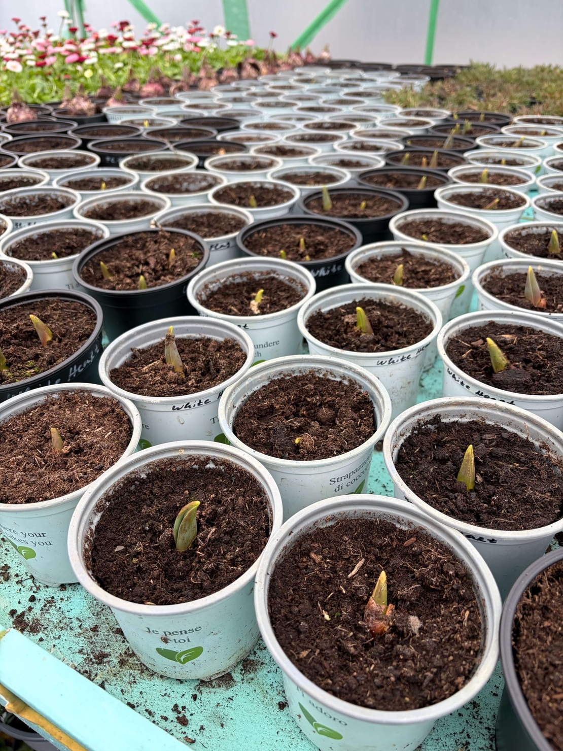 Лале Foxtrot в саксия - единично