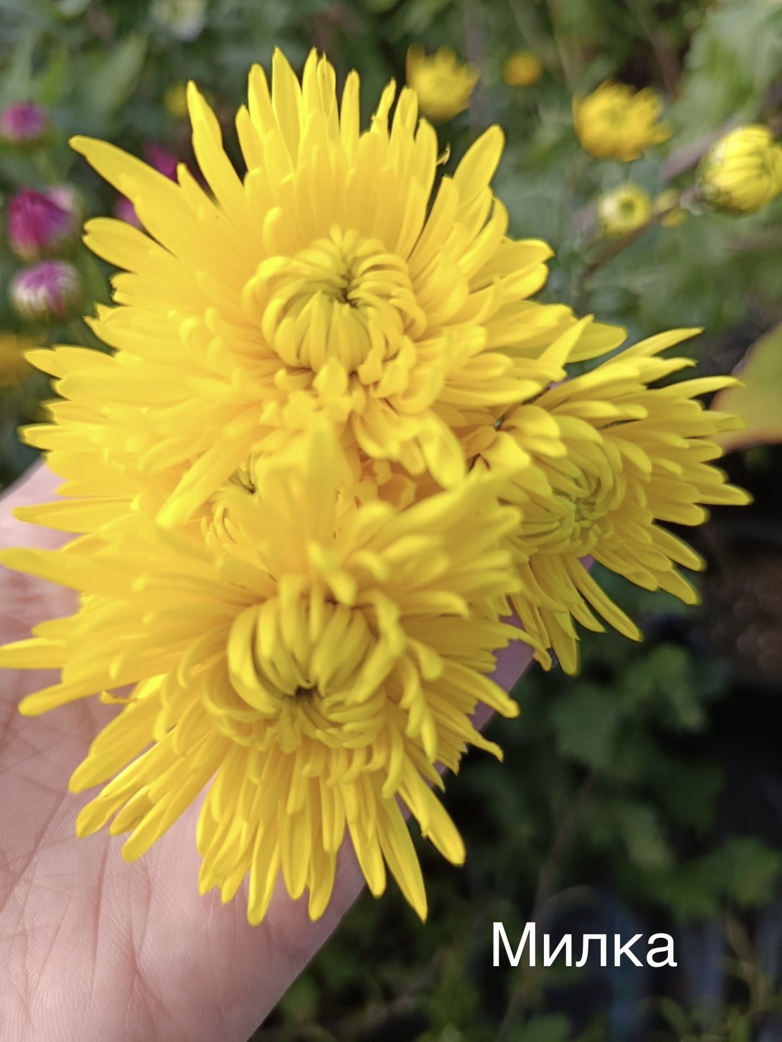 Бългрски хризантеми - различни сортове