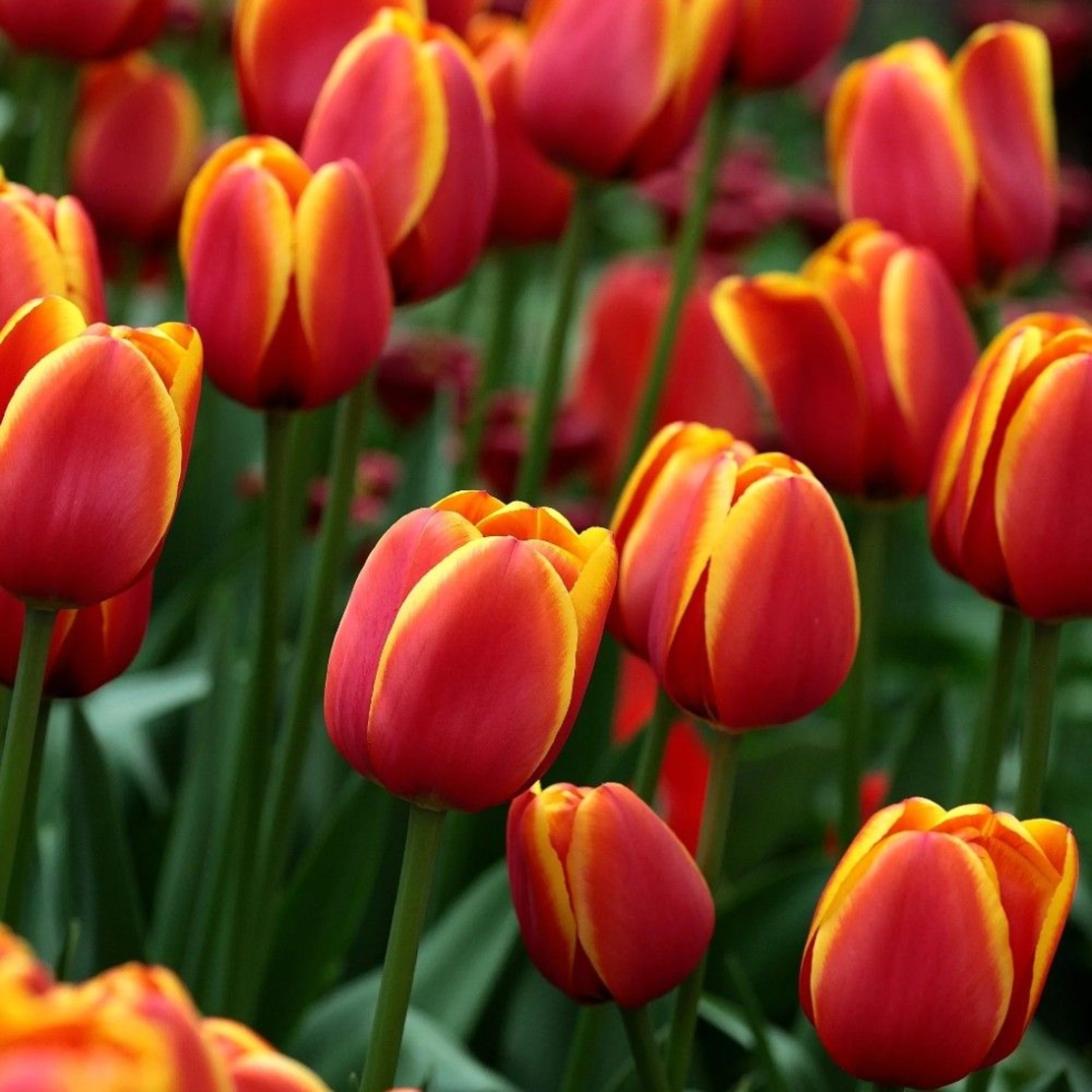 Лале Andre Citroen в саксия - единично