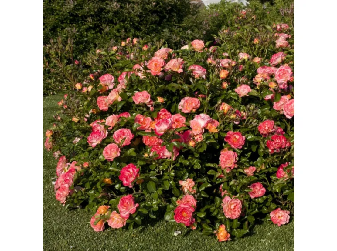 Peach DRIFT® Meiggili