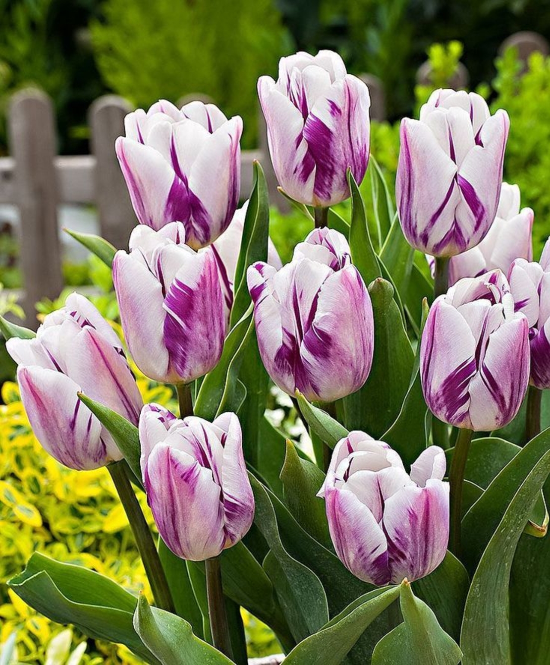 Лале Flaming Flag в саксия - единично