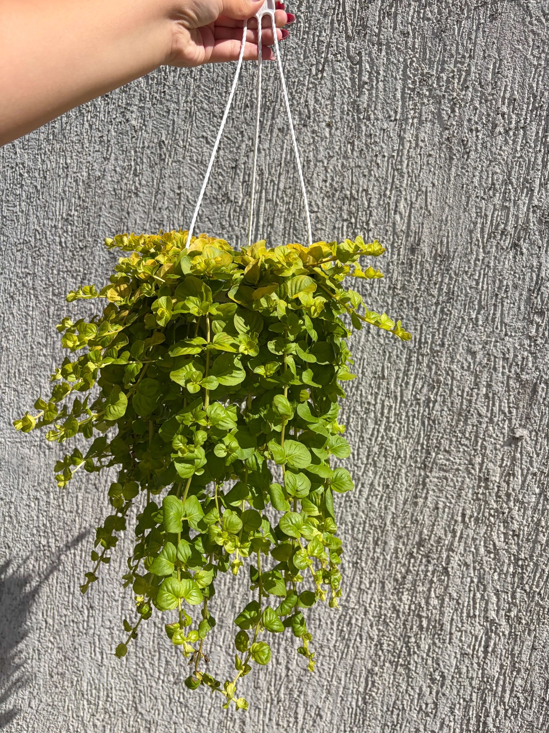 Lysimachia nummularia ‘Goldilocks’ (Лизимахия) в кошници