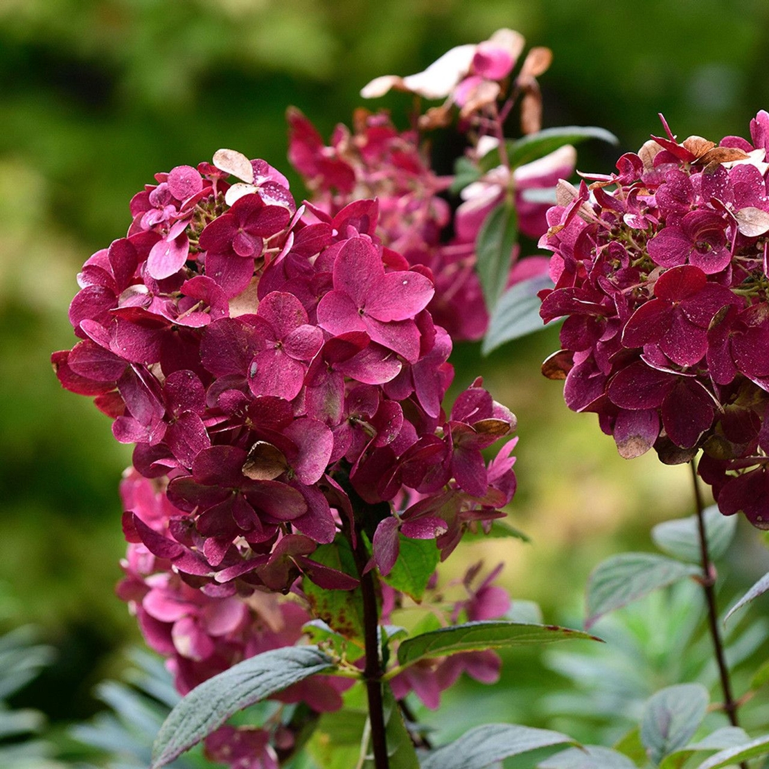 Хортензия метличеста „Warm Red“ - Hydrangea paniculata 'Warm Red'