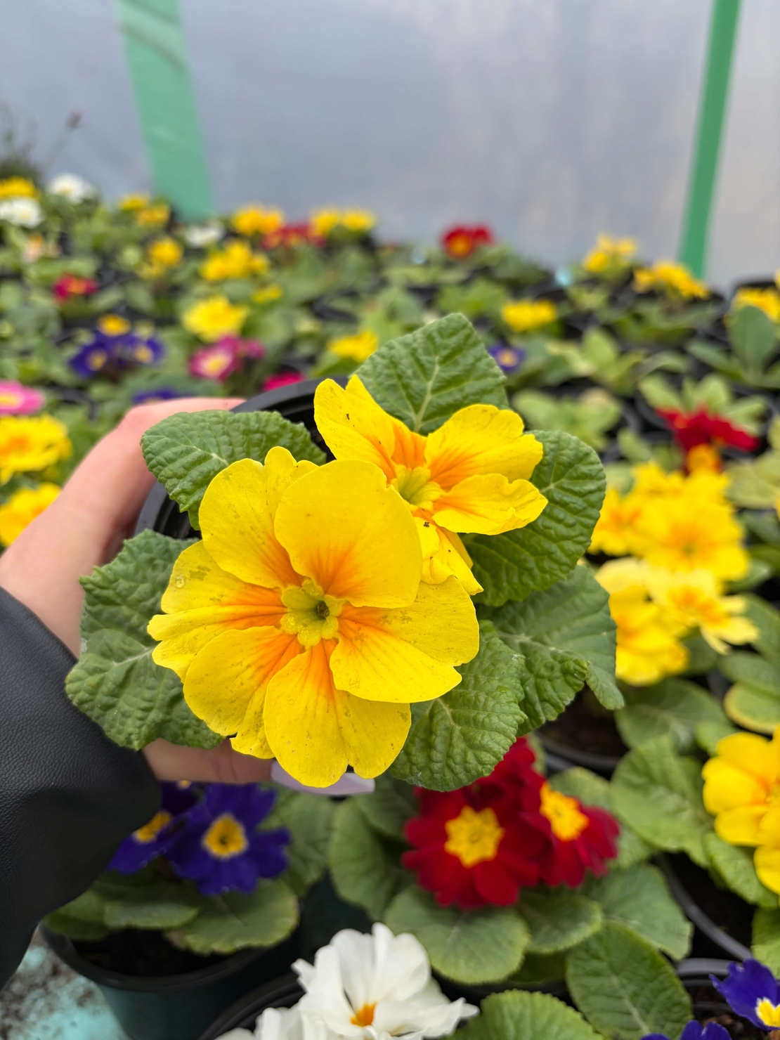 Едроцветна иглика - XL Mid Early Mix