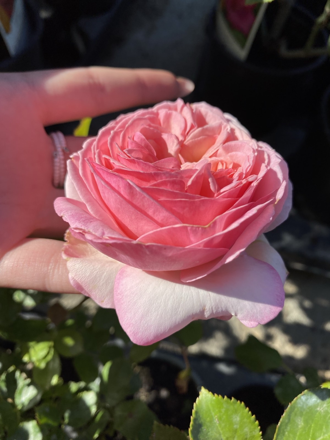 EDEN ROSE® Meiviolin/ GPT. EDEN ROSE Pierre De Ronsard ®