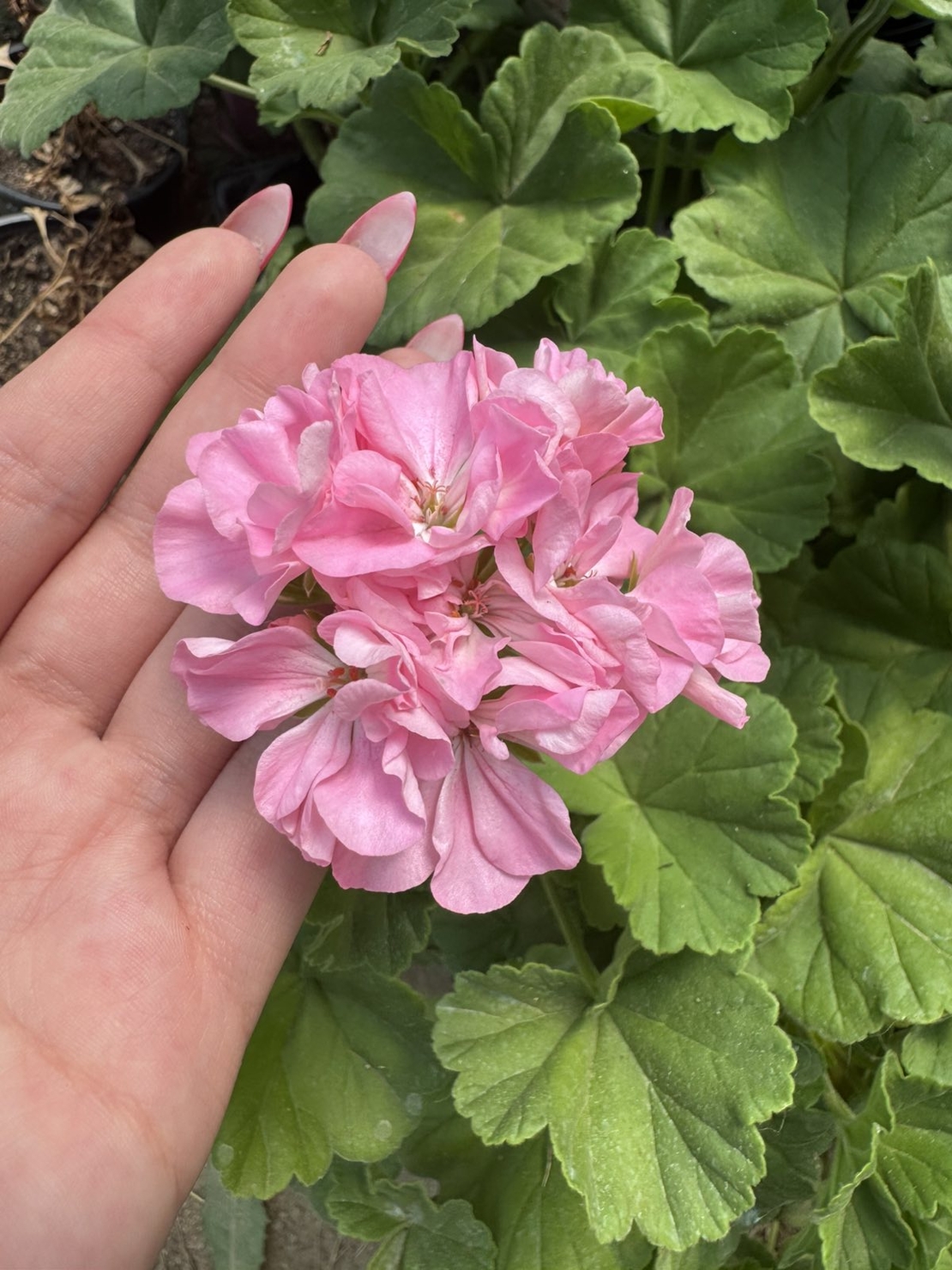 Мушкато (Pelargonium zonale) - кичест сорт
