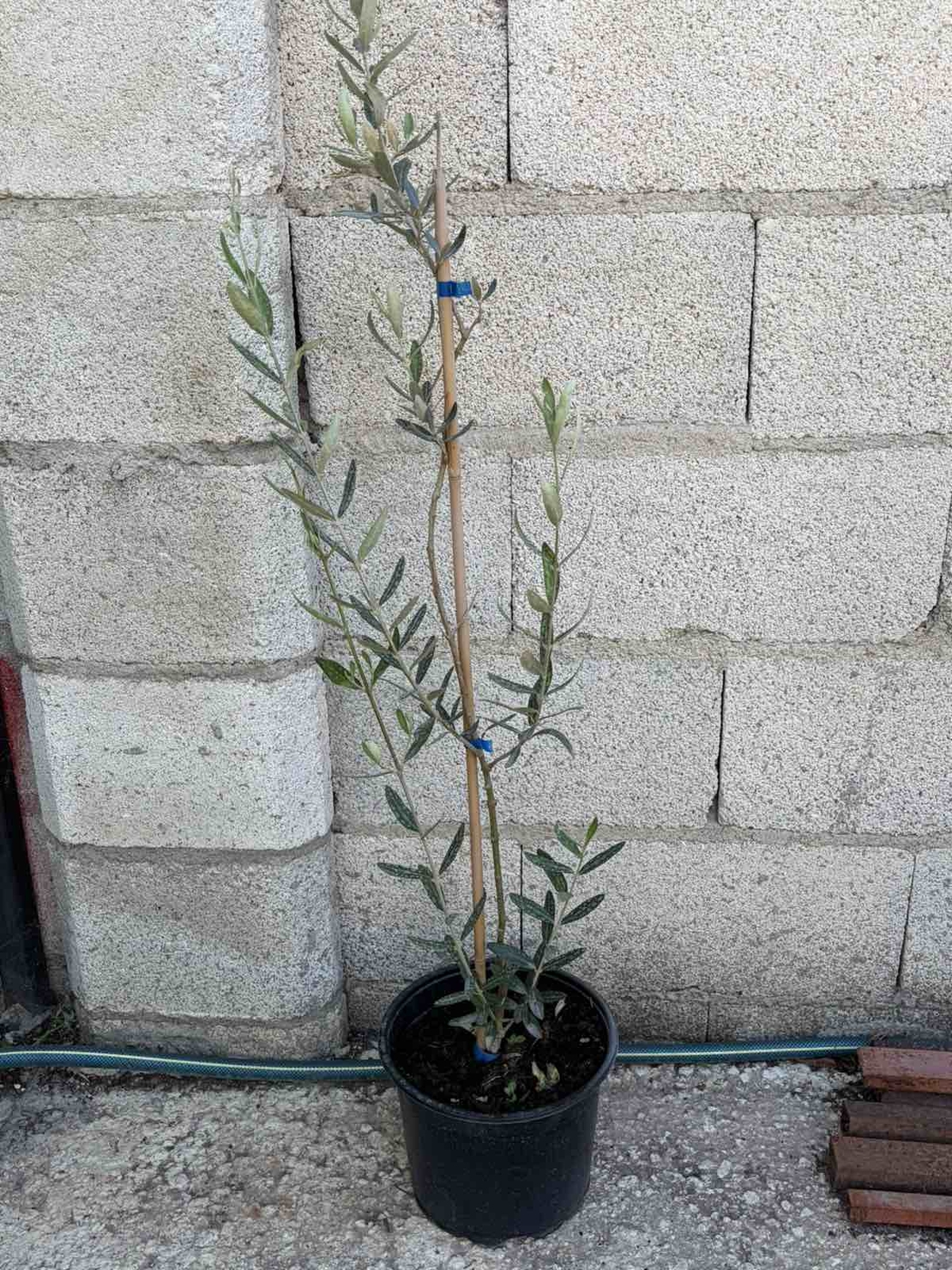 Маслина (Olea europaea)
