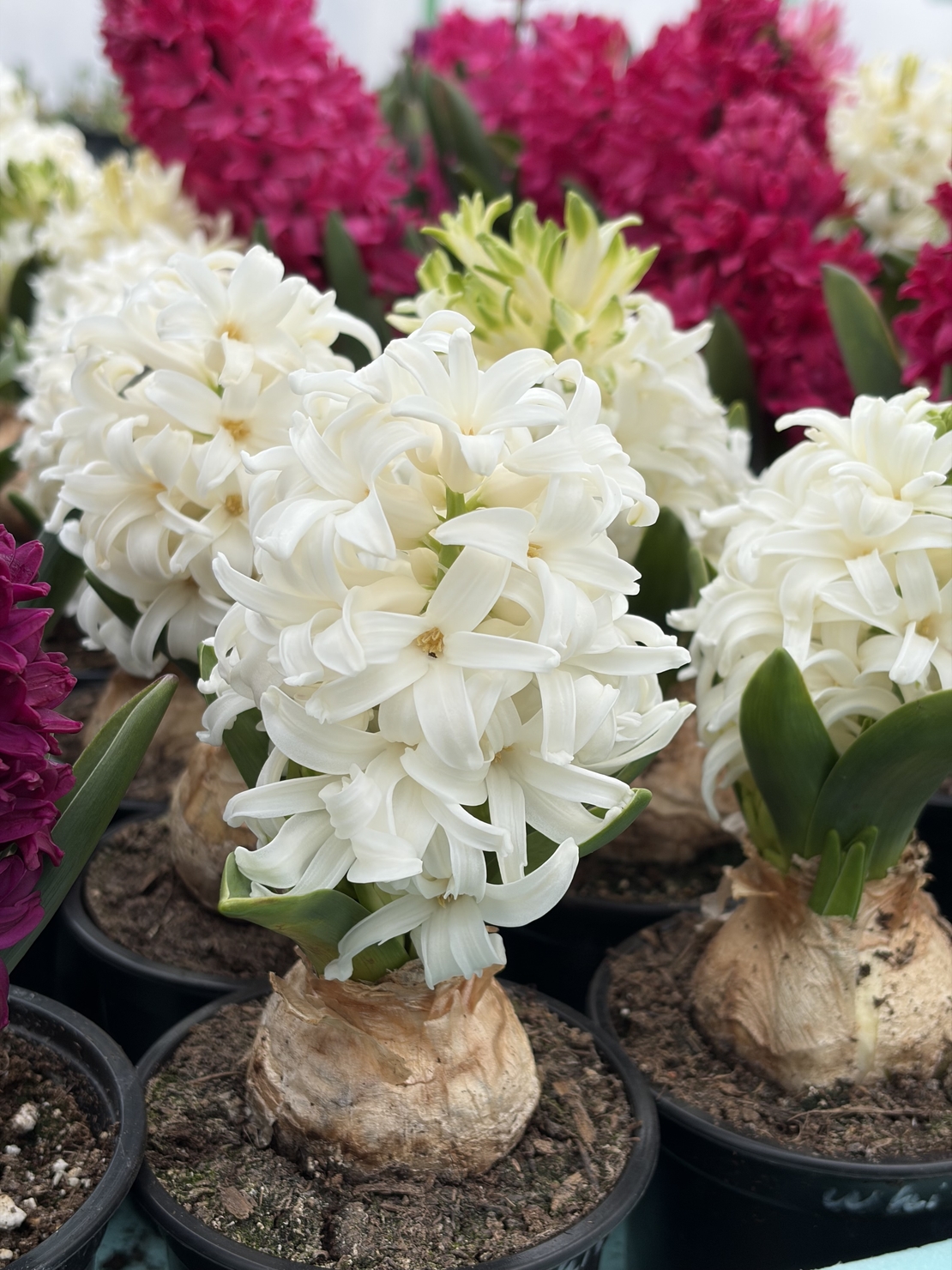 Зюмбюл White Pearl в саксия - единичен