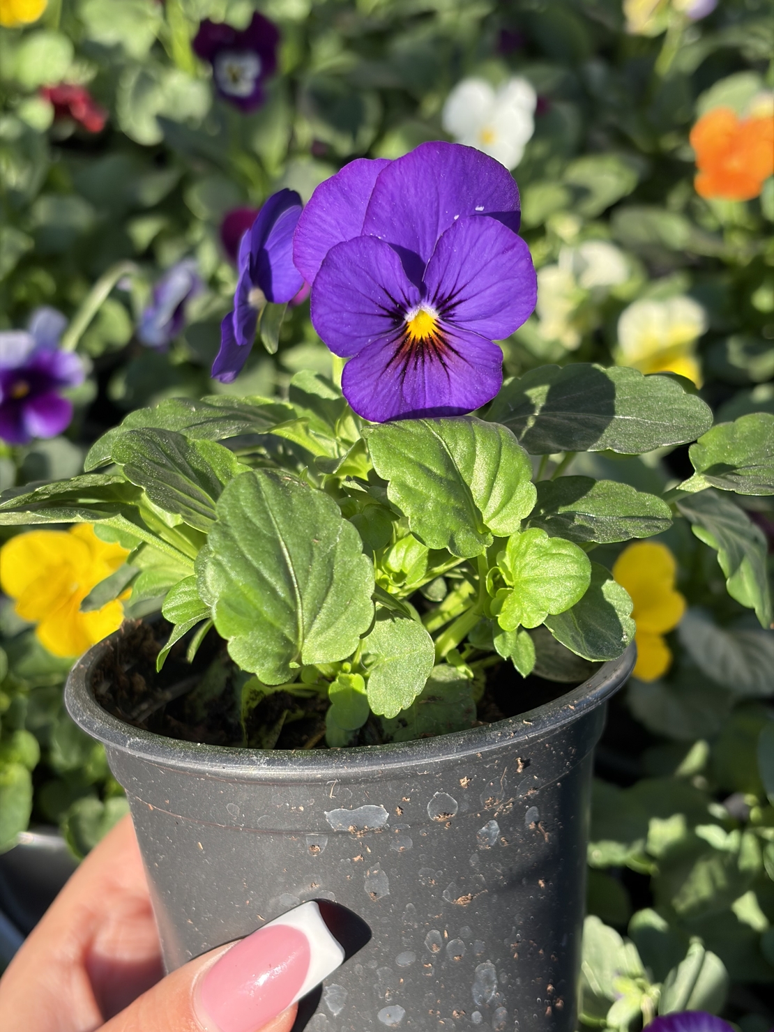 Мини теменужки микс (Viola Superba Mini)