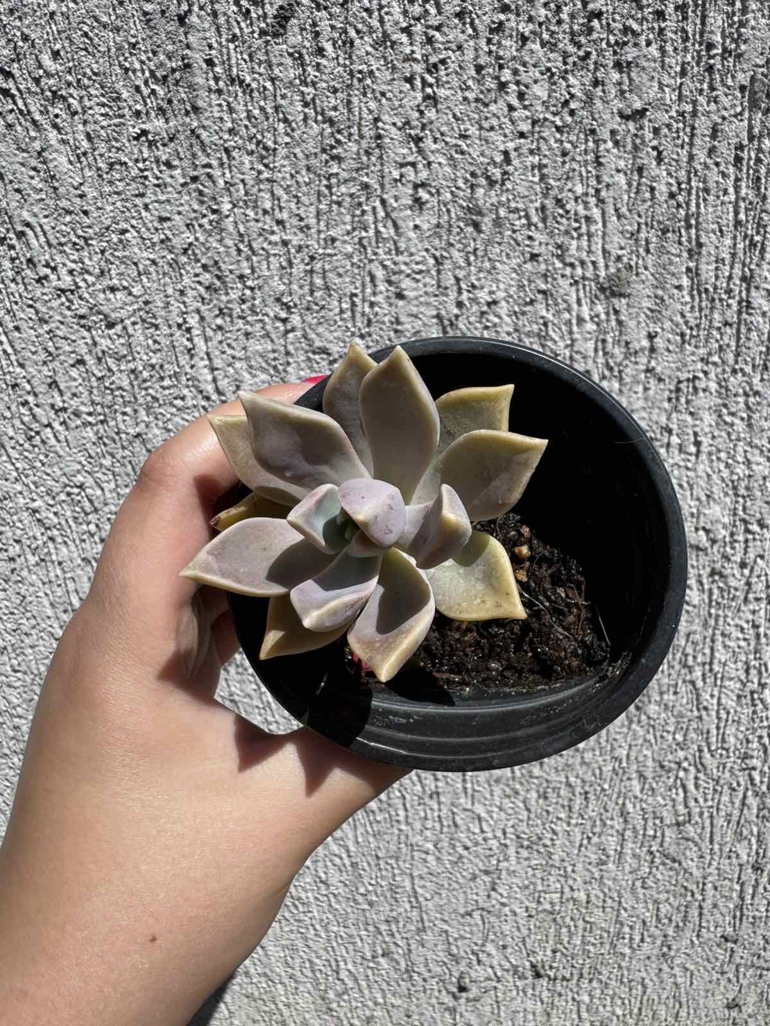 Сукулент Graptopetalum paraguayense - малък
