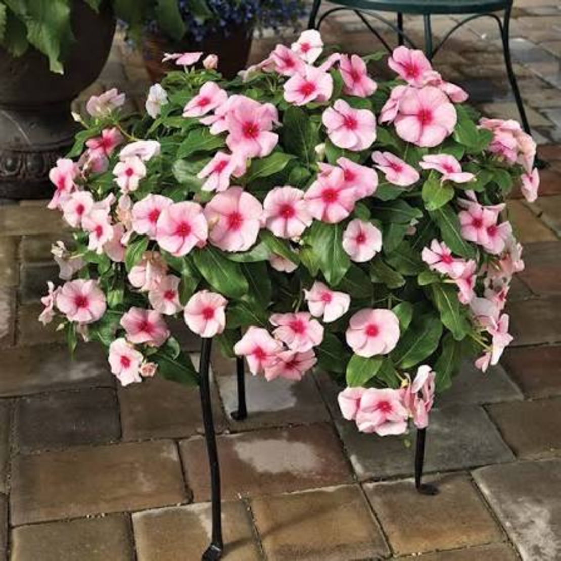 Каскадна винка (Vinca Darling Cascade Strawberry)