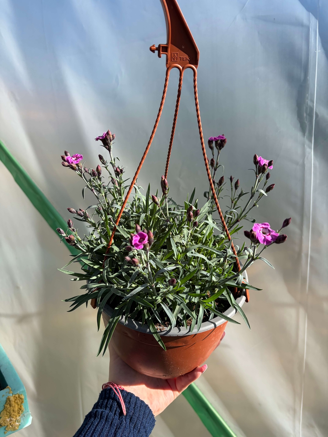 Каскаден ароматен карамфил - кошници