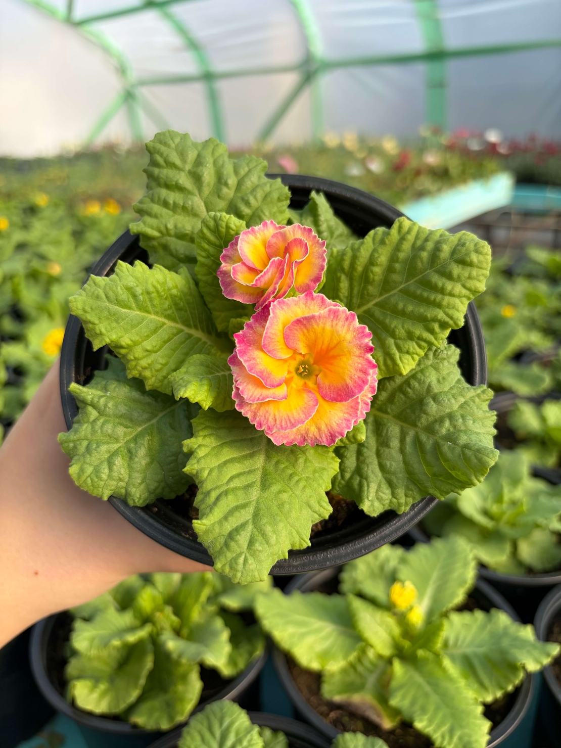 Кичеста иглика, тип розичка