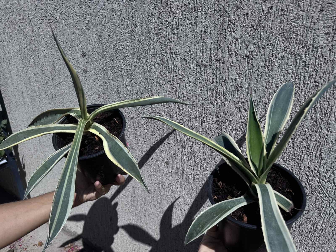 Столетник (Agave americana 'Variegata')