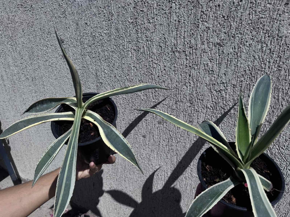 Столетник (Agave americana 'Variegata')