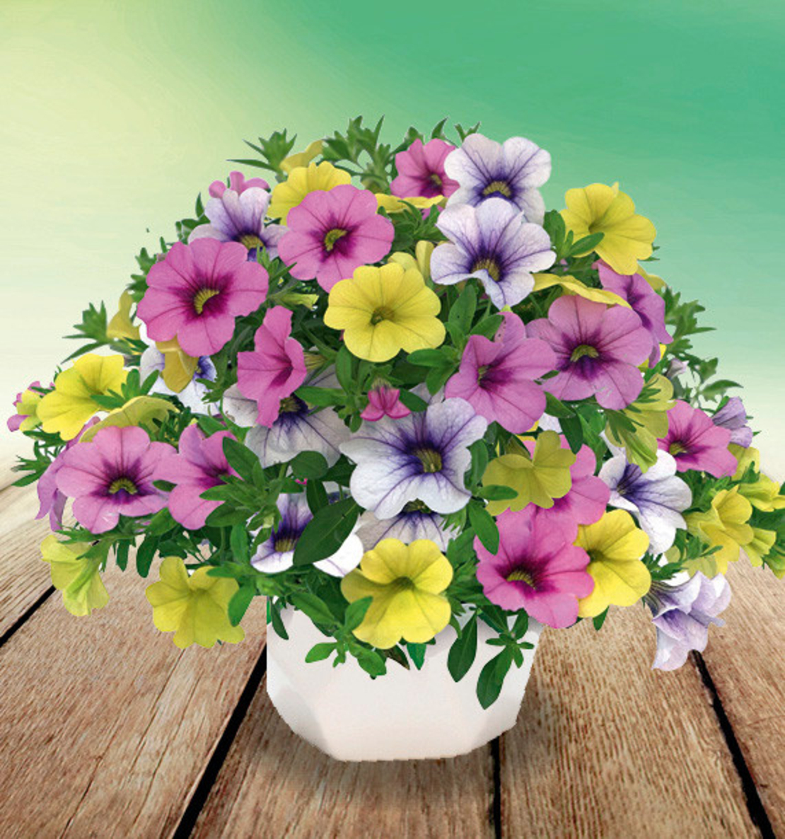 Калибрахое - тройка (Early Fiesta de Colores)