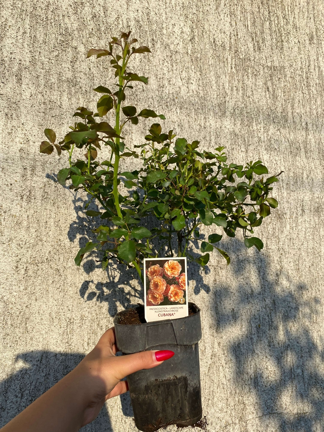 Cubana ® Rose