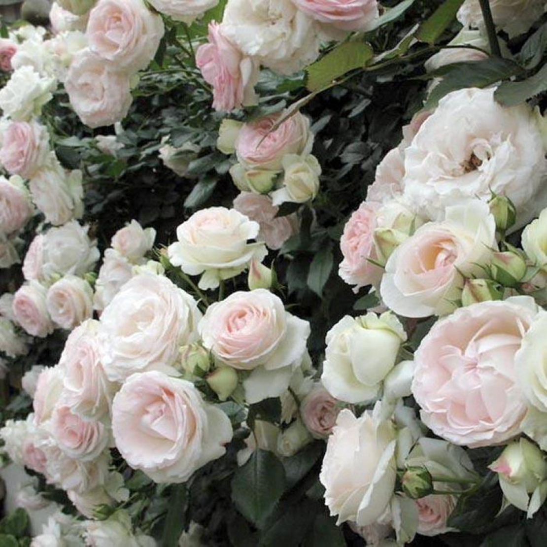 Palais Royal - White Eden Rose®