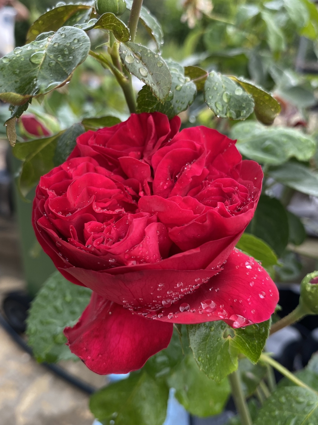 Gpt Red Eden Rose® (Eric Tabarly®)