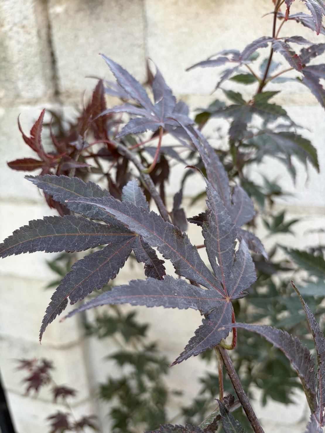 Японски клен ‘Atropurpureum’ (Acer palmatum Atropurpureum)