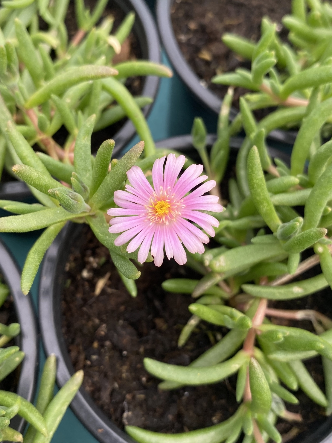 Делосперма