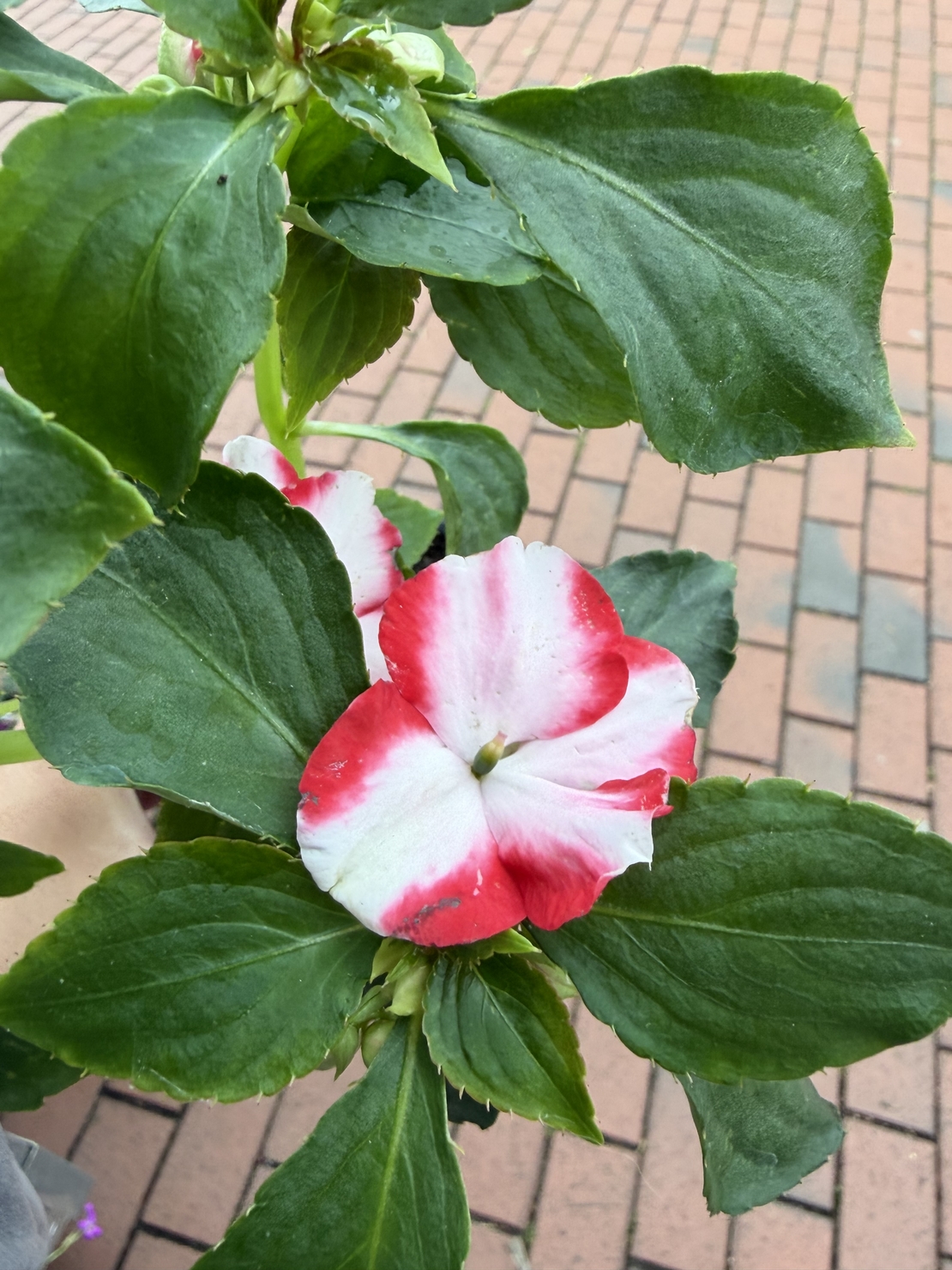 Impatiens walleriana 'Raffael Star Mix' (Циганче / Импатиенс)