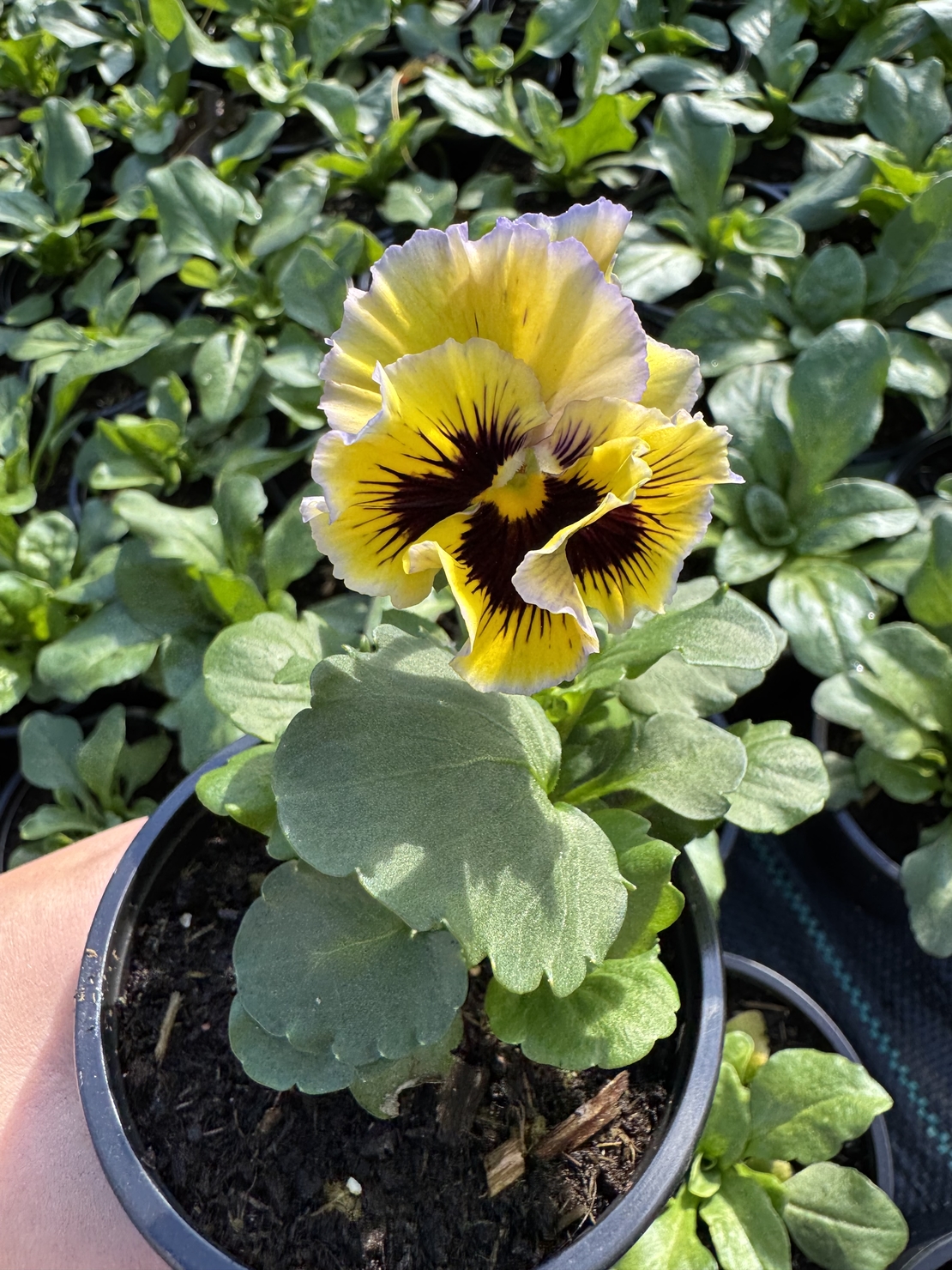 Къдрави теменужки