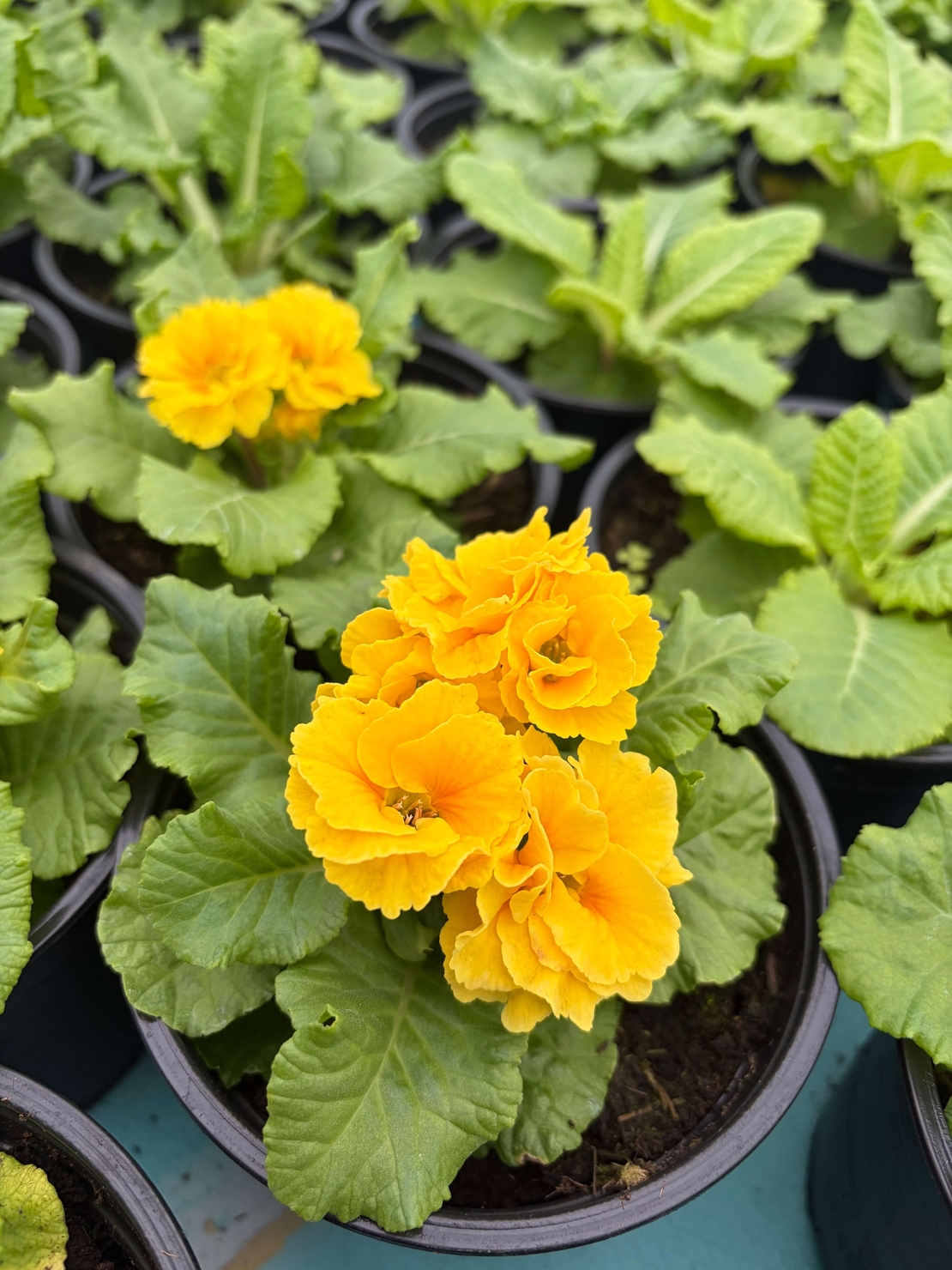 Кичеста иглика, тип розичка