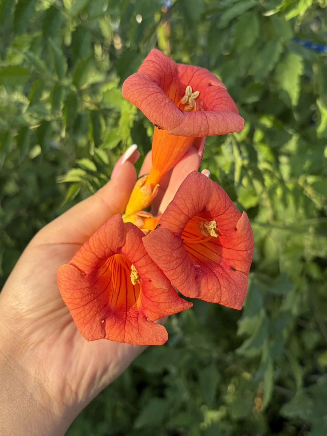 Текома (Campsis radicans)