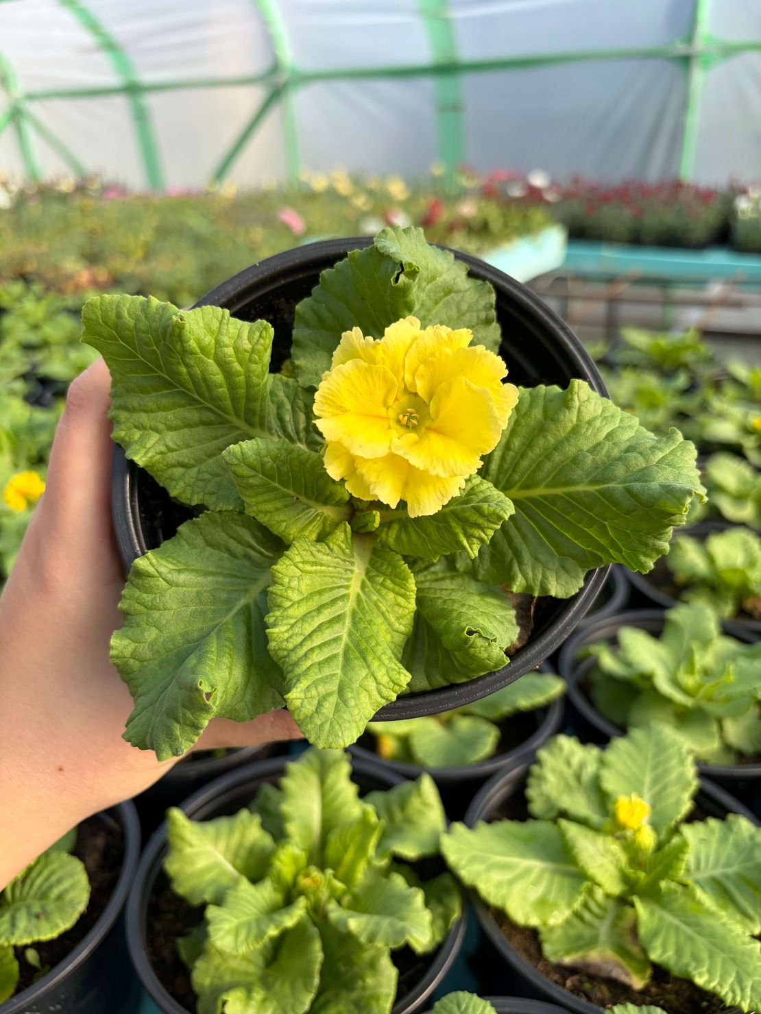 Кичеста иглика, тип розичка