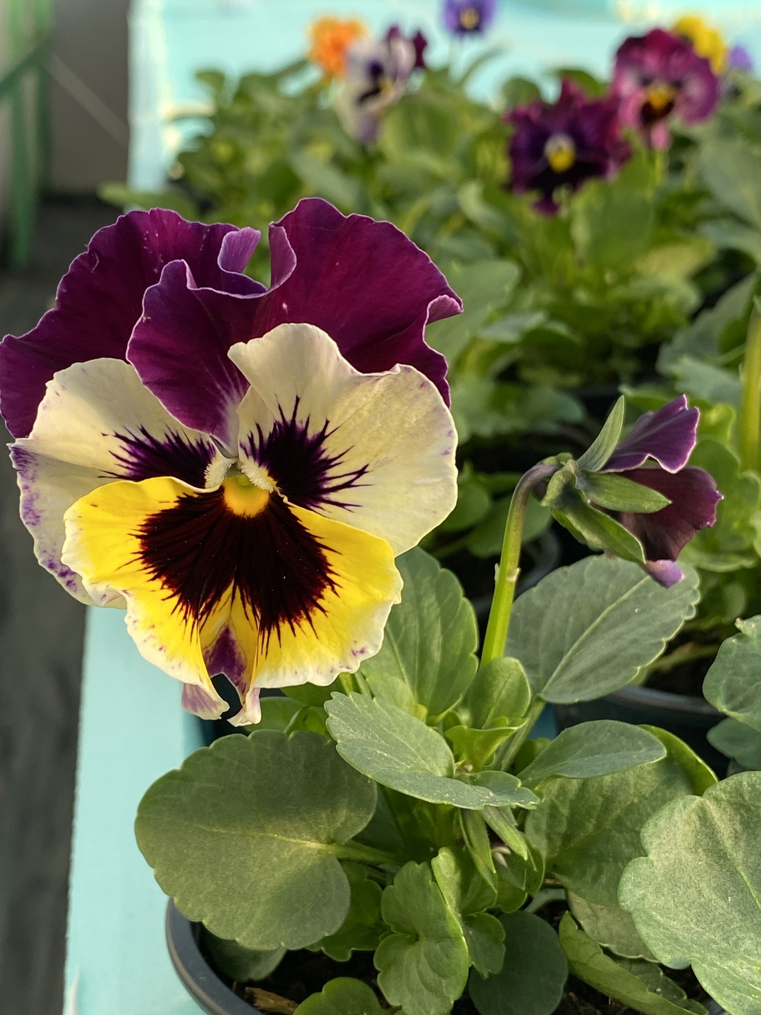 Къдрави теменужки