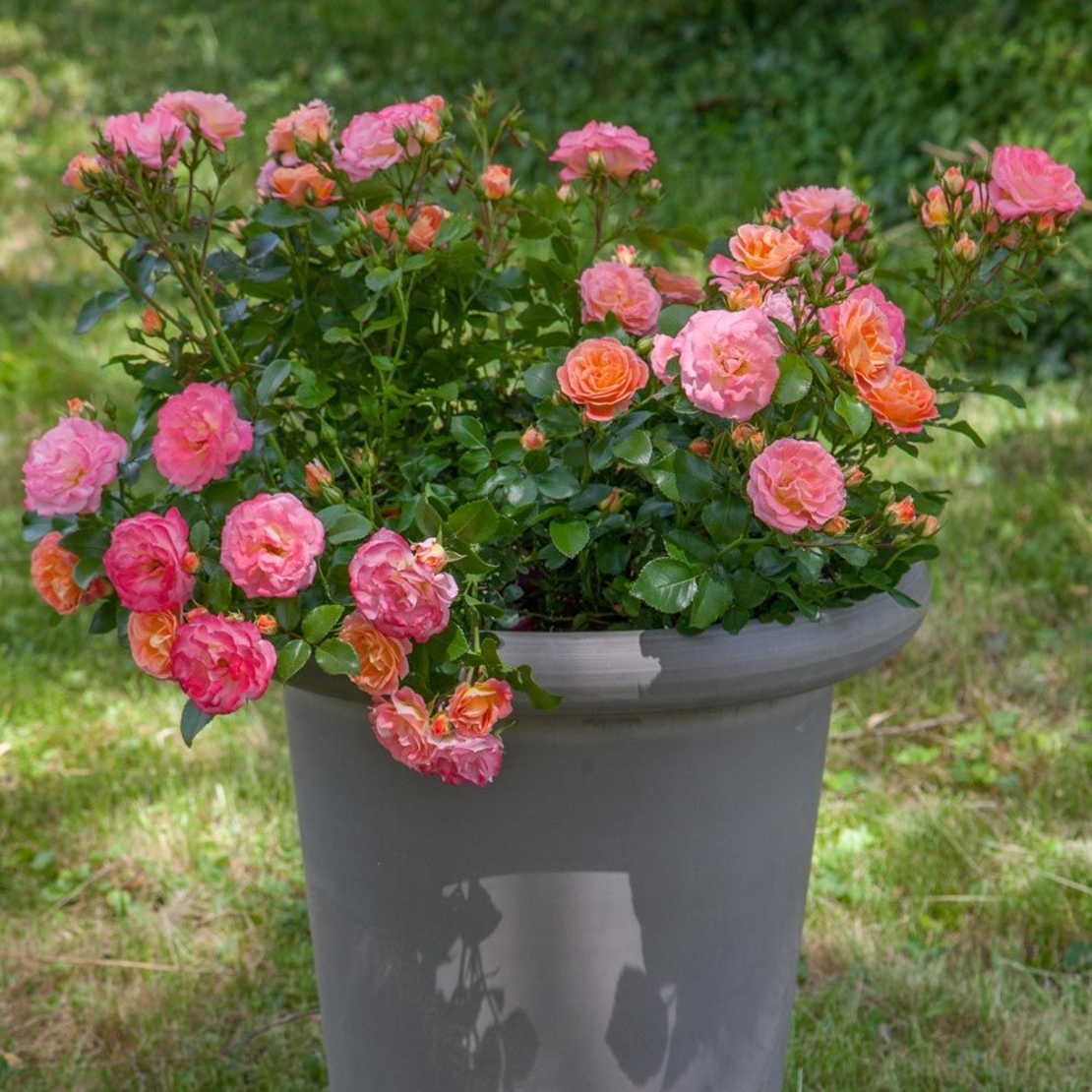 Peach DRIFT® Meiggili