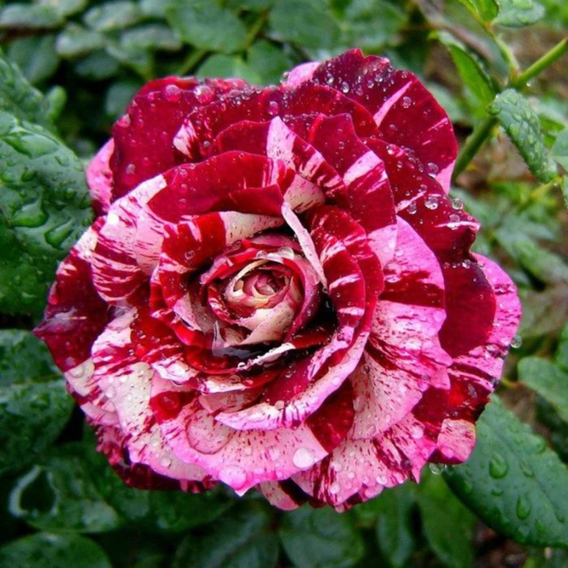JULIO IGLESIAS® Meistemon