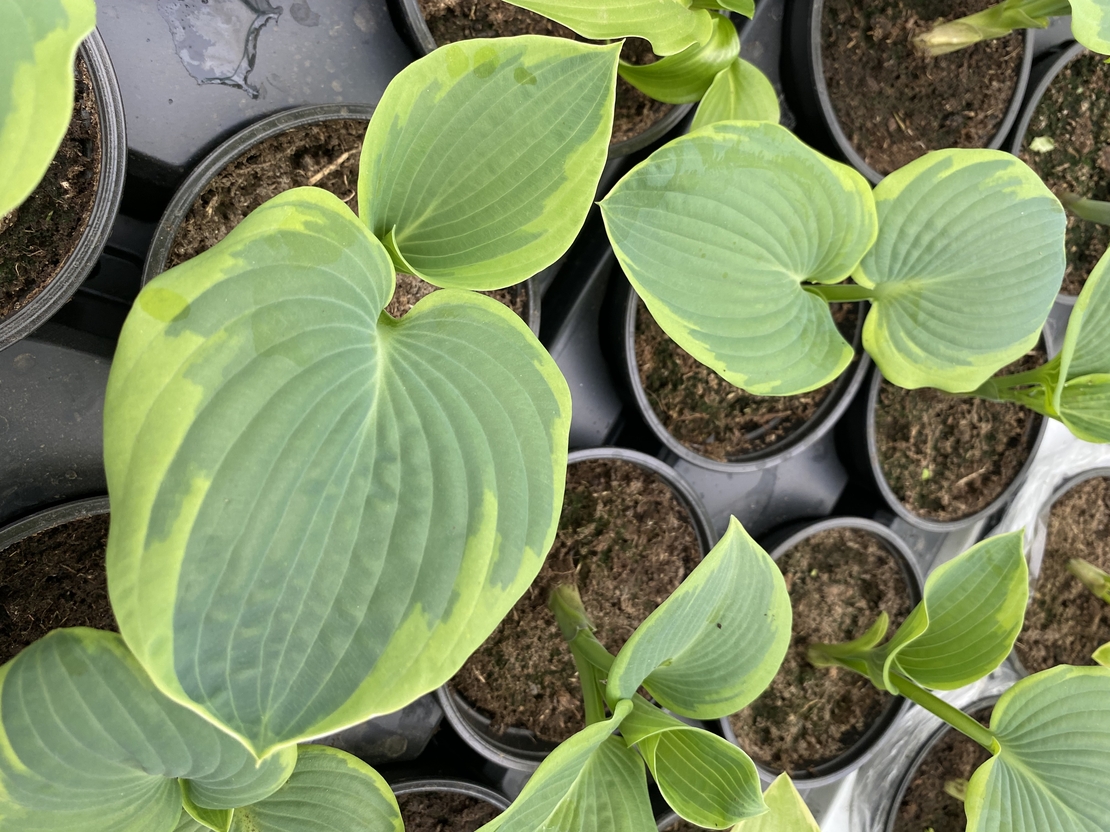 Хоста /Hosta/ - Christmas Tree