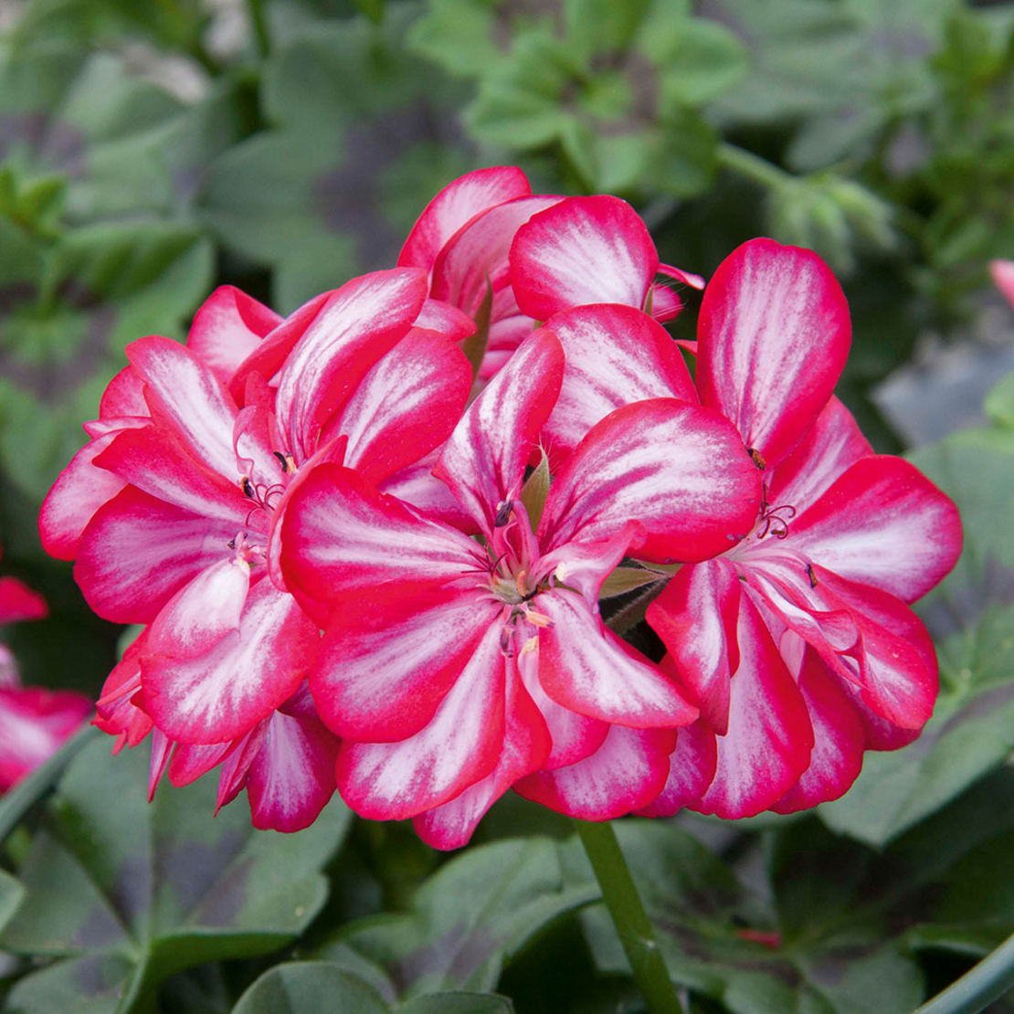 Cакъзче - Candy Choc