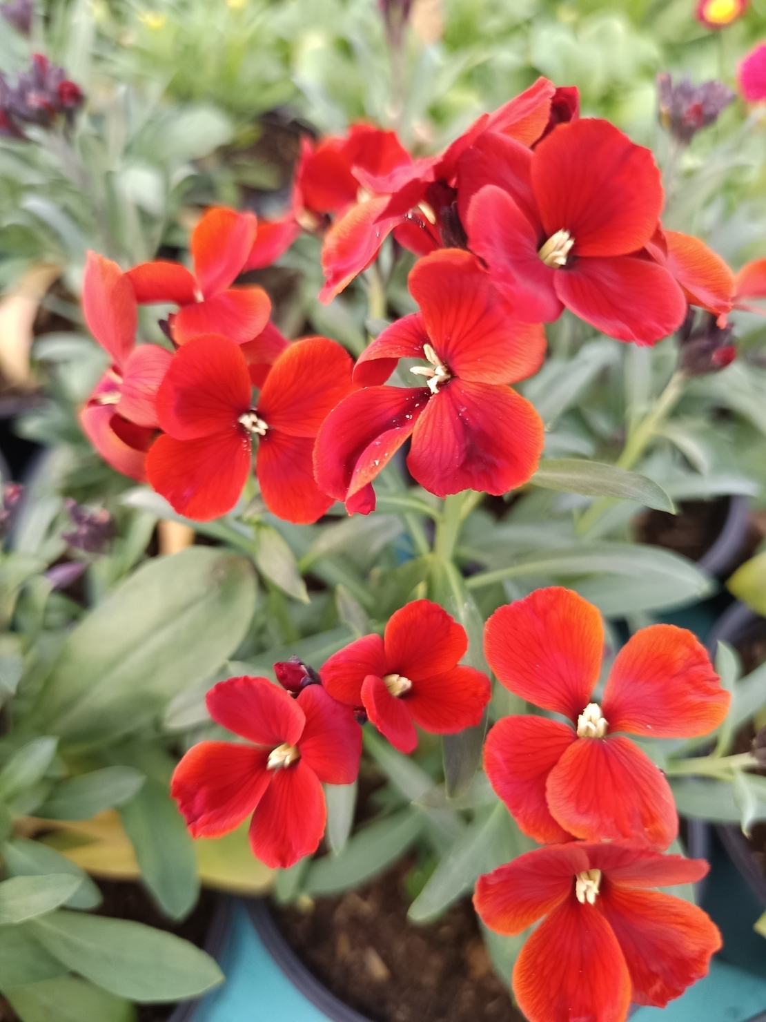 Шибой - Sugar Rush Mix