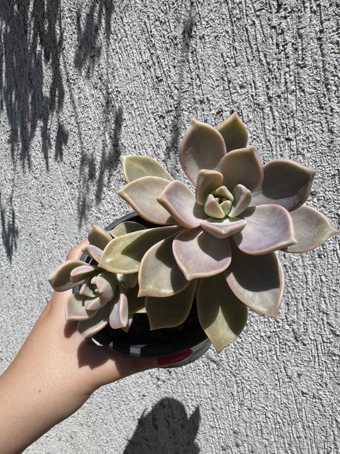 Сукулент Graptopetalum paraguayense - голям