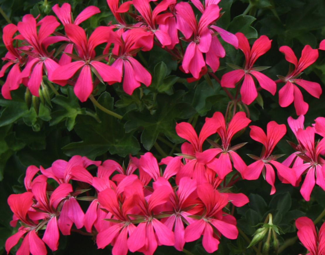 Алпийско сакъзче - Balcon Shocking