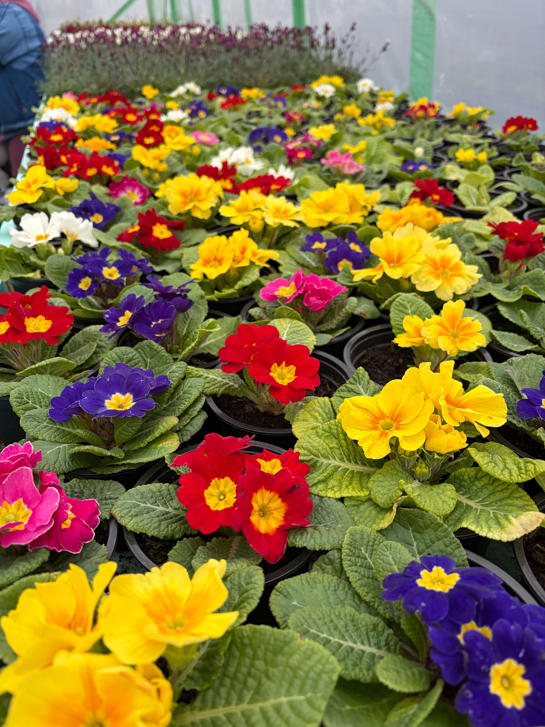 Едроцветна иглика - XL Mid Early Mix