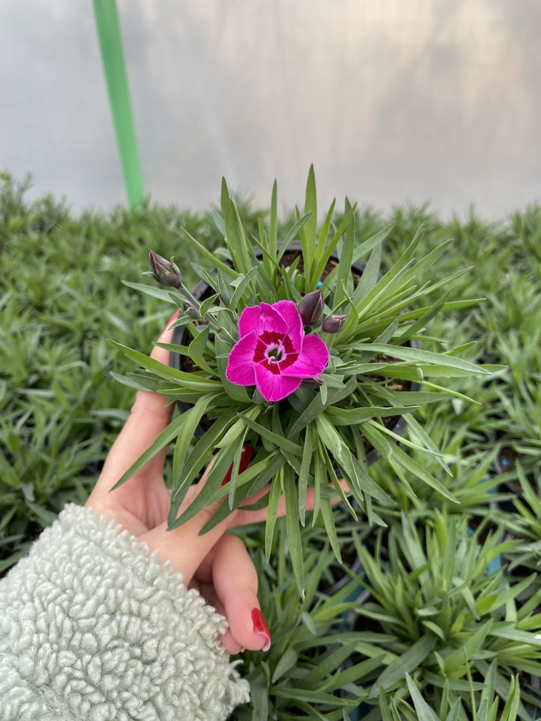 Каскаден ароматен карамфил