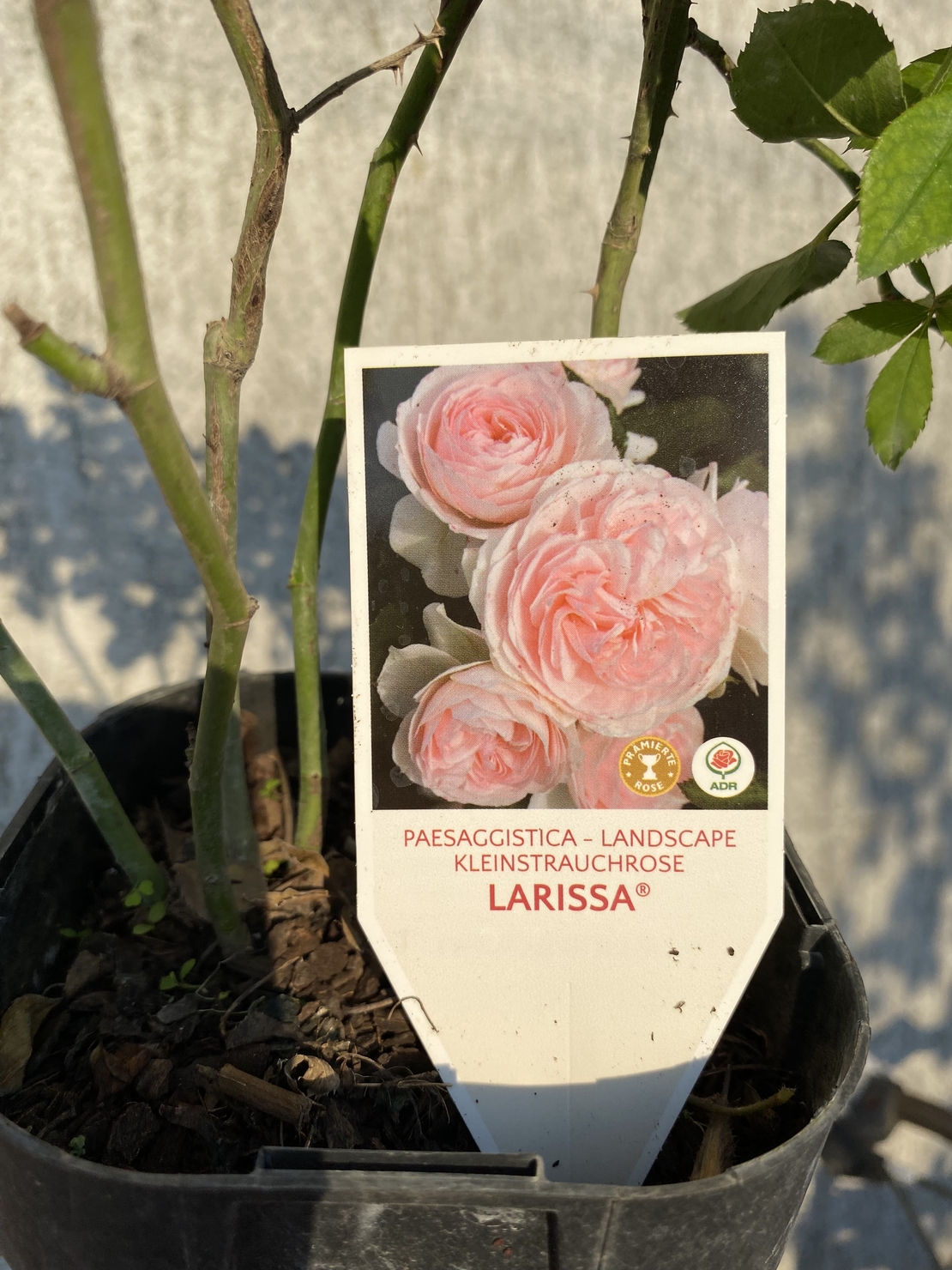 Larissa® rose