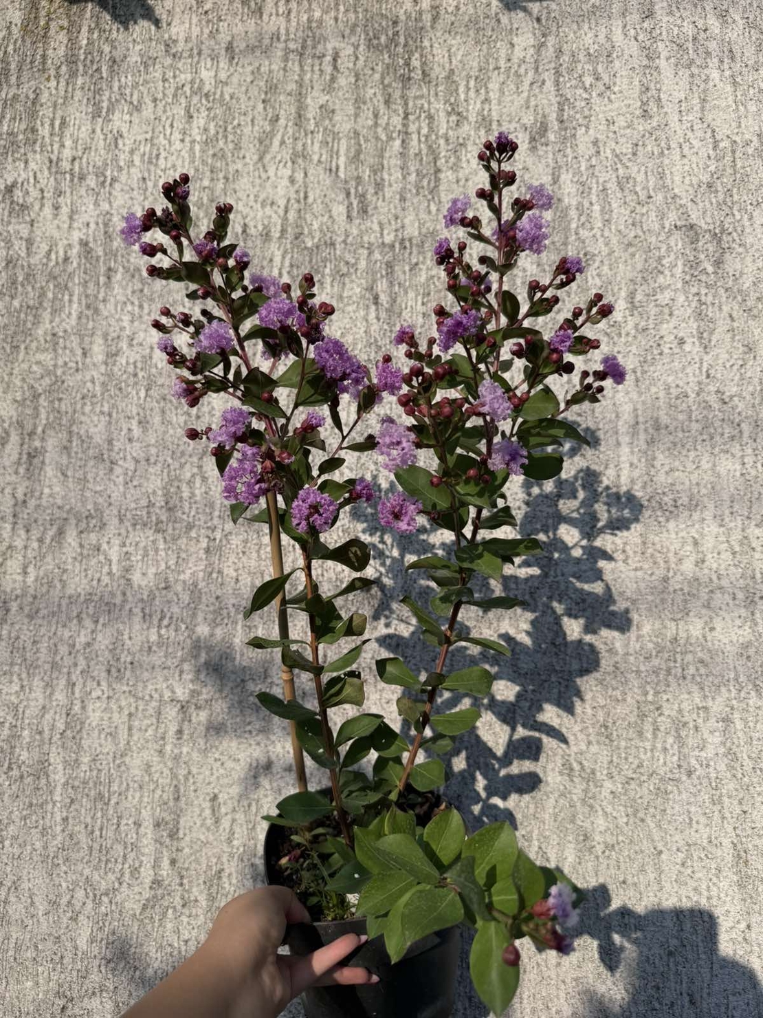 Индийски люляк - Lagerstroemia indica