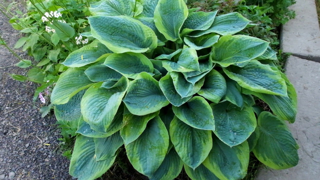 Хоста /Hosta/ - Christmas Tree